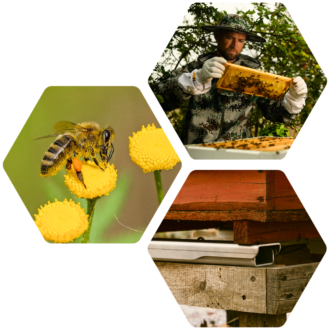 A beekeper, beehive scale, and a bee nesting on a flower